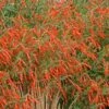 Sky Island Orange Hummingbird Trumpet (Zauschneria) -Cheap Plant & Flowers Store zauchneria canum v arizonica sky island orange 500