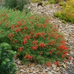 Orange Carpet® Creeping Hummingbird Trumpet (Zauschneria) -Cheap Plant & Flowers Store zauschneria garrettii orange carpet pat hayward plant select