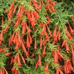 Orange Carpet® Creeping Hummingbird Trumpet (Zauschneria) -Cheap Plant & Flowers Store zauschneria garrettii orange carpet pat hayward plant select garden
