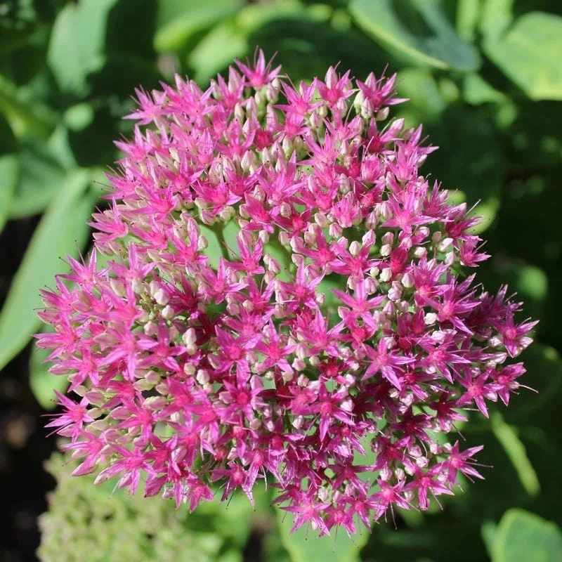 Cheap Plant & Flowers Store -Cheap Plant & Flowers Store sedum stonecrop autumn fire close up