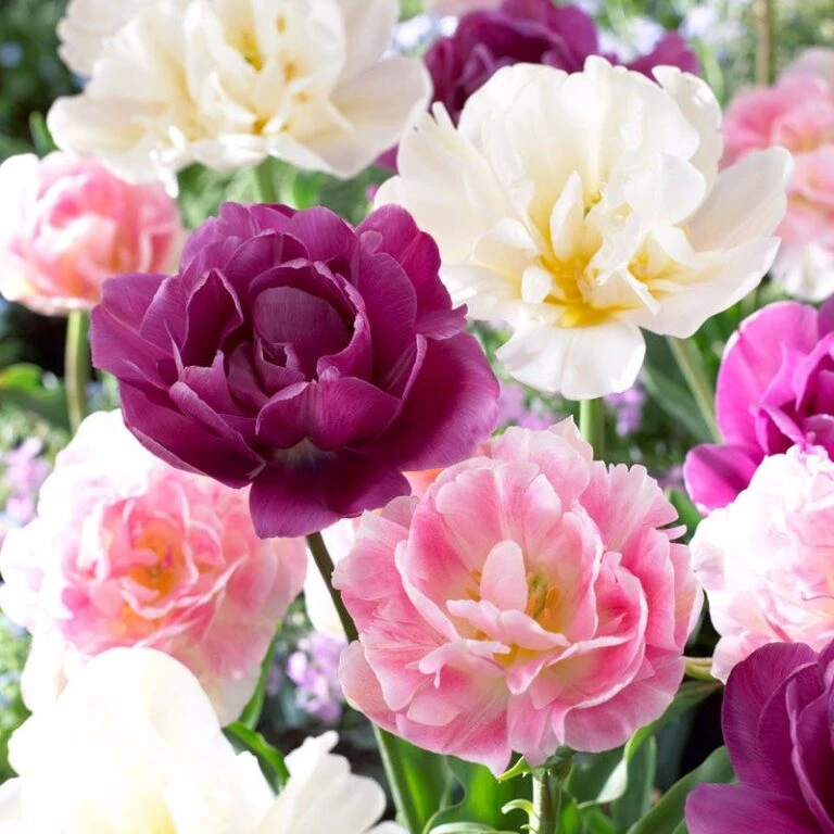 Cheap Plant & Flowers Store -Cheap Plant & Flowers Store visi51809 double late tulip mix cropped 768x768 1